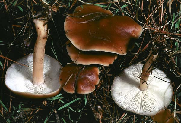 Rhodocollybia badiialba